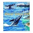 Gray Whales Coverlet