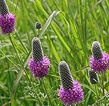 USDA オーガニック PURPLE PRAIRIE CLOVER 非遺伝子組み換え種子