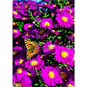 photographie Butterfly 'Small Tortoiseshell' on Asters est disperible en (L x H): 50 x 70 cm de NoVo