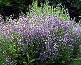Amazon / Hirts: Herbs: Garden Sage - Salvia officinalis - Hardy Perennial - 4 Pot