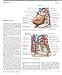 The Netter Collection of Medical Illustrations: Cardiovascular System: Volume 8 (Netter Green Book Collection)