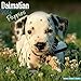 Dalmatian Puppies Calendar - Breed Specific Dalmatian Puppies Calendar - 2016 Wall calendars - Dog Calendars - Monthly Wall Calendar by Avonside