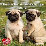 Niedliche Hundekinder 2012
