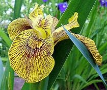 Berlin Tiger Iris - Loves to Get It's Feet Wet - Potted