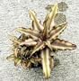 Bronze Mystic Earth Star Plant - Cryptanthus - Easy