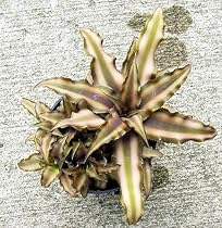 Bronze Mystic Earth Star Plant - Cryptanthus - Easy