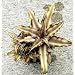 Bronze Mystic Earth Star Plant - Cryptanthus - Easy
