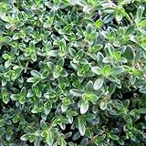 タイム：レイタータイム3号ポット 4株セット[グランドカバーに適したタイム][ハーブ苗]