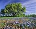 Photographic Prints of Live Oak a Texas from Danita Delimont