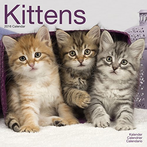 Kittens Calendar - 2016 Wall calendars - Animal Calendar - Monthly Wall Calendar by Avonside Studio