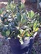 "Pinkie" Indian Hawthorn Five Gallon Plant