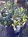 "Pinkie" Indian Hawthorn Five Gallon Plant