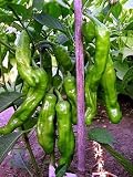 Shishito Sweet Wrinkled Old Man Pepper 10 Seeds - Mild - B000UH5SY6