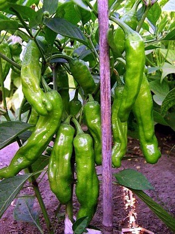 Hirts: Vegetable; Mild Pepper 