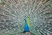 Peacock Gift wrapping paper