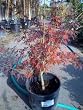 Seiryu Japanese Maple Tree Three Gallon