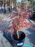 Seiryu Japanese Maple Tree Three Gallon