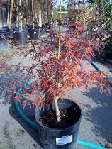 Seiryu Japanese Maple Tree Three Gallon