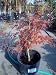 Seiryu Japanese Maple Tree Three Gallon