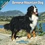 Bernese Mountain Dog 2010 Wall Calendar #10014-10