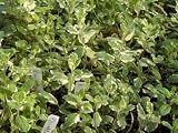 Pineapple Mint Plants - 3 Plants 4 Pots