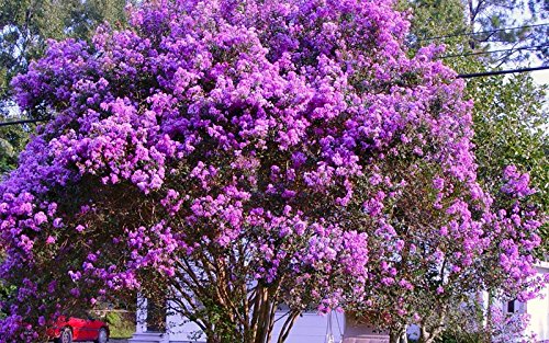 Twilight Crape Myrtle Seeds 50 Seeds (Lagerstroemia) Upc 646263361597 + 1 Free Plant Marker