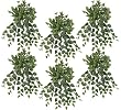 SIX 30" Cissis Artificial Hanging Bushes