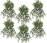 SIX 30" Cissis Artificial Hanging Bushes