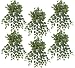 SIX 30" Cissis Artificial Hanging Bushes