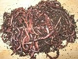 Review JUST GREEN  / WORMS AND BEDDING