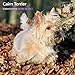 Cairn Terrier 2015 Wall Calendar