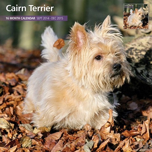 Cairn Terrier 2015 Wall Calendar