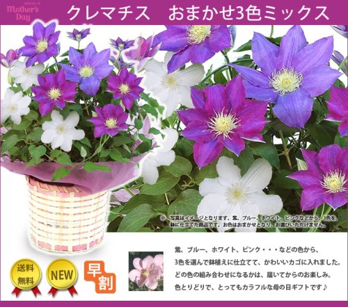 【母の日】 ■クレマチスおまかせ3色ミックス＊鉢植えギフト■