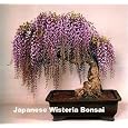 BUY : Blue Japanese Wisteria Vine 5 Seeds - Hard to Find!