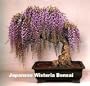 Blue Japanese Wisteria Vine 5 Seeds - Hard to Find!