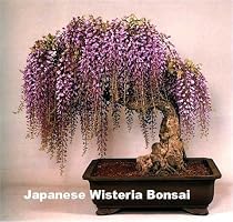 Blue Japanese Wisteria Vine 5 Seeds