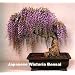 Blue Japanese Wisteria Vine 5 Seeds - Hard to Find!