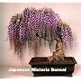 Blue Japanese Wisteria Vine 5 Seeds