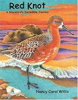 Red Knot: A Shorebird's Incredible Journey