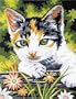 9 Inch x12 Inch Junior Paint By Number Kit - Kitten