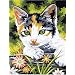 9 Inch x12 Inch Junior Paint By Number Kit - Kitten