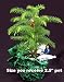 Charlie Brown Christmas Tree Norfolk Island Pine Charlie Brown Christmas Tree Norfolk Island Pine