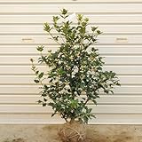 ���i�̏ڍ�