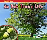 An oak tree's life