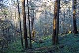 Old Growth Forest in Great Smoky Mountains National Park - Serene 16x20 Photographic Print by Brendan Reals
