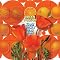 That Lucky Old Sun by Brian Wilson�̃{�[�i�X�g���b�N���ǂ����I
