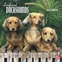 Longhaired Dachshunds 2010 Calendar (Multilingual Edition)