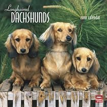 Longhaired Dachshunds 2010 Calendar (Multilingual Edition)