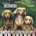 dachshund34 - Longhaired Dachshunds 2010 Calendar Multilingual Edition