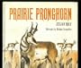 Prairie Pronghorn